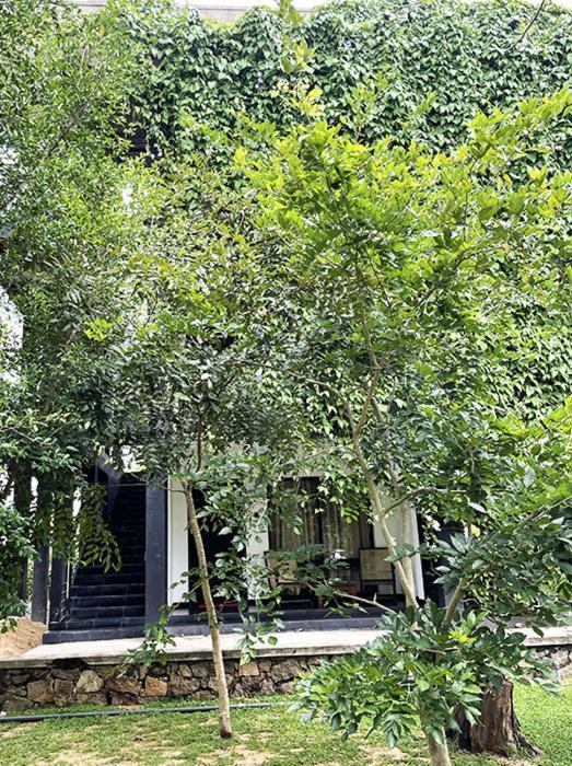 Dambulla Rock Arch Bed & Breakfast Exterior photo